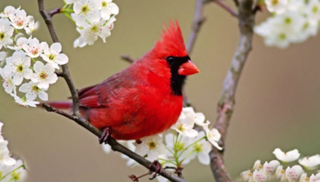 RED-BIRDslider-size